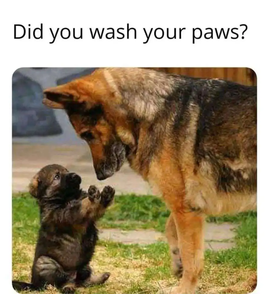 did you wash you paws